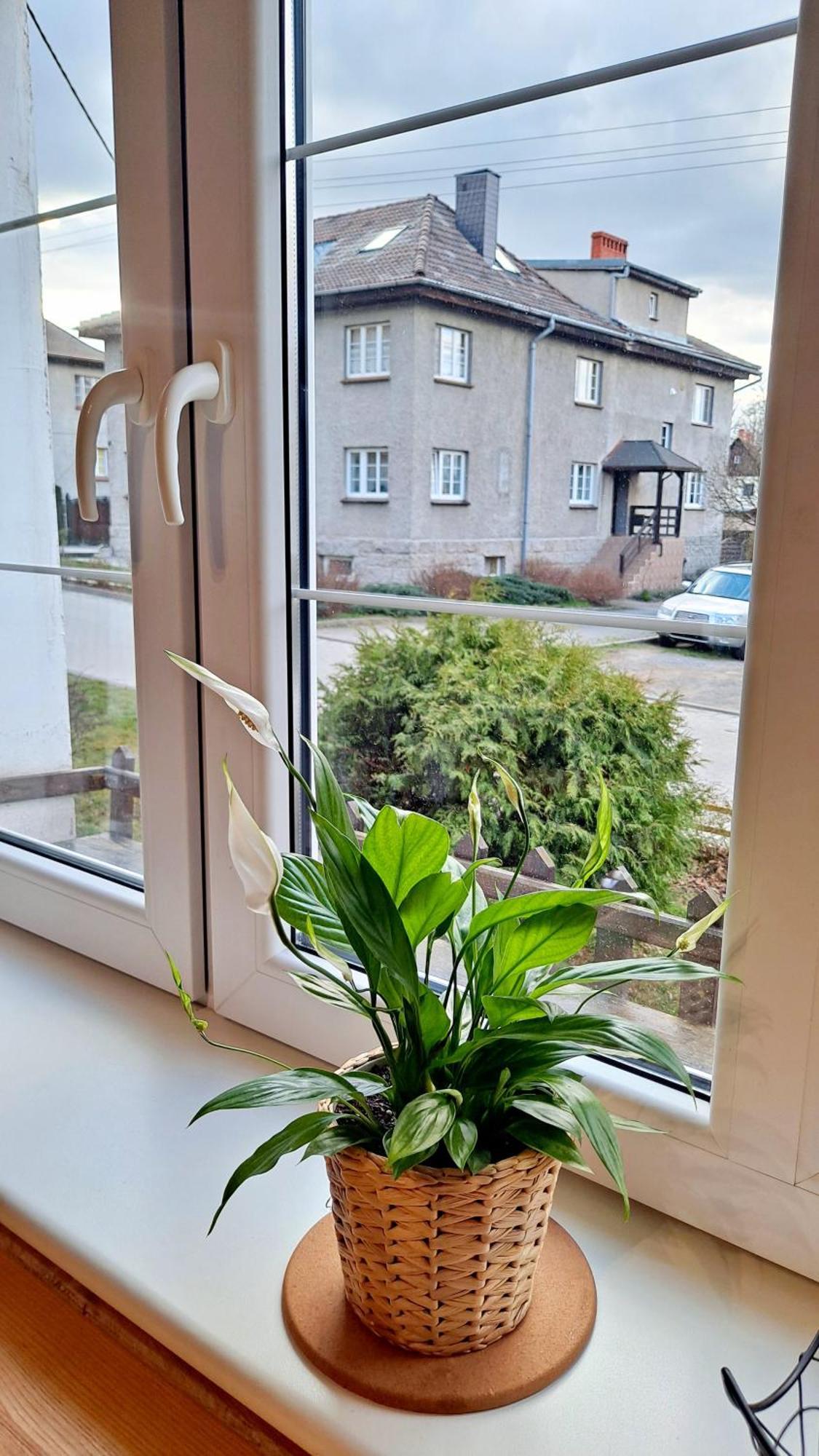Apartament Dzika Roza Kowary Eksteriør bilde